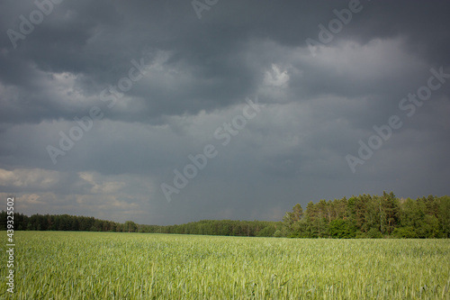 Suburbs of Grodno. Belarus. A dark gray sky before the rain, a bright green field and a strip of forest in the distance.