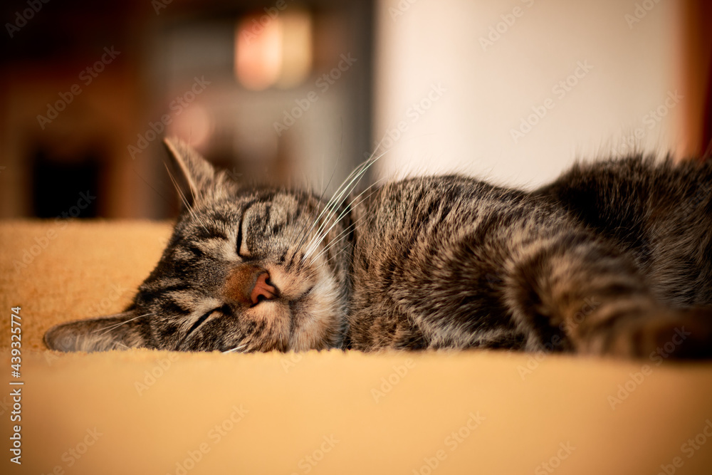 A cat lies on a cozy yellow blanket and sleeps very relaxed. Portrait of a fluffy gray-brown tabby domestic cat, with a soft bokeh background.