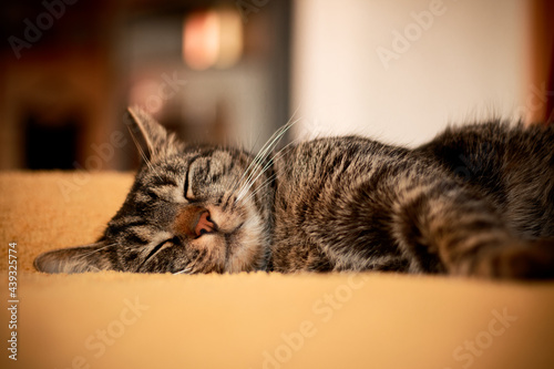 A cat lies on a cozy yellow blanket and sleeps very relaxed. Portrait of a fluffy gray-brown tabby domestic cat, with a soft bokeh background.