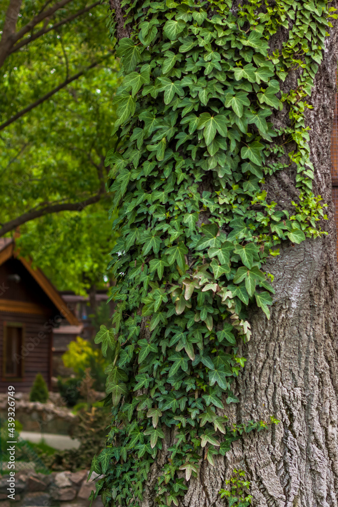 A large tree in the park is entwined with a climbing plant. Beautiful green background. A large tree in the park is entwined with a climbing plant. Beautiful green background.