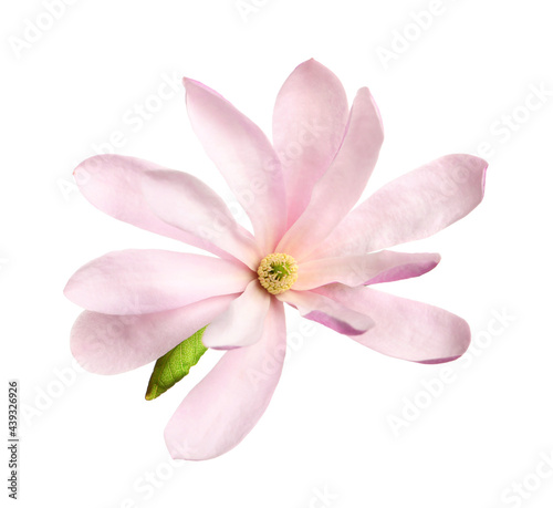 Beautiful pink magnolia flower isolated on white © New Africa