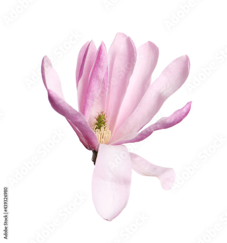Fototapeta Naklejka Na Ścianę i Meble -  Beautiful pink magnolia flower isolated on white
