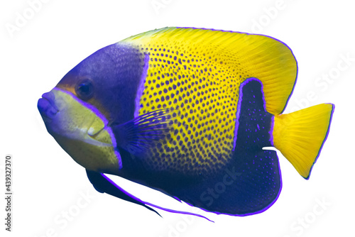 yellow spotted fish isolated on white © Alexander Potapov