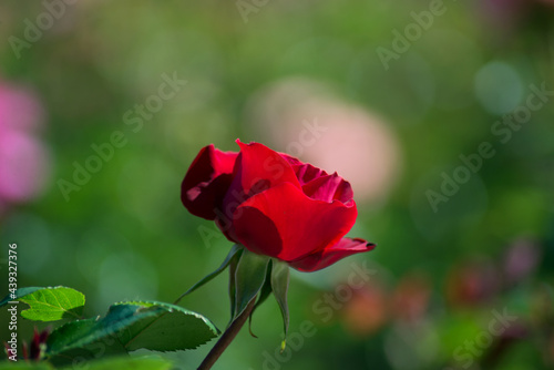 Closeup of red rose blossom in a public garden by sunny day