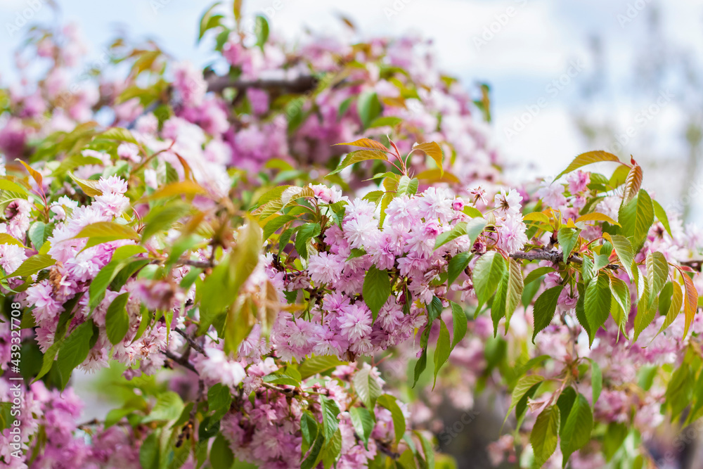 Obraz premium In spring, cherry blossoms and pink flowers bloom. Prunus serrulata 'Kanzan' - Japanese cherry in full bloom