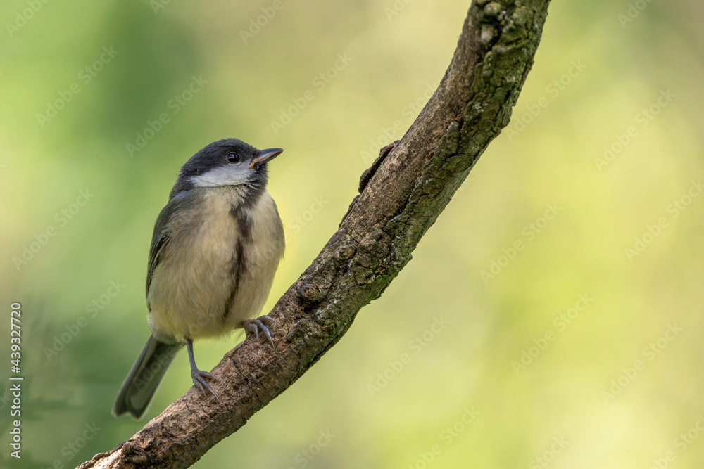 Obraz premium junge Kohlmeise auf Ast