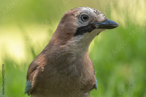 Portrait Eichelhäher