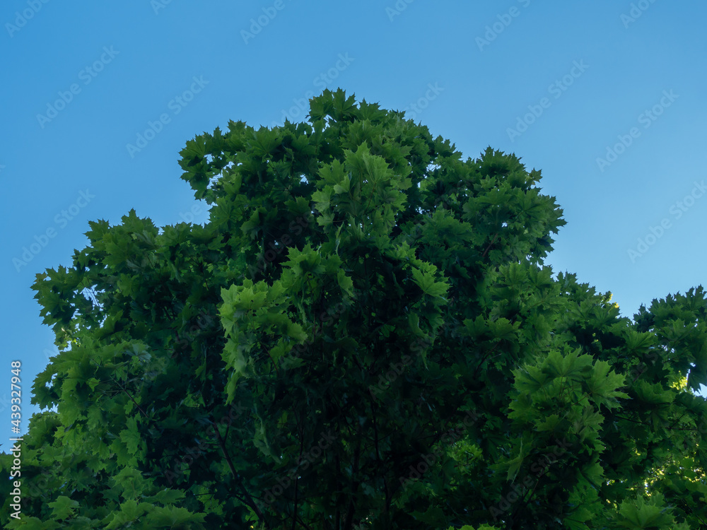 The green tree is from below. Against the background of the blue sky.