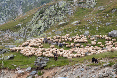 Flock of sheep on the Transalpina, Romania