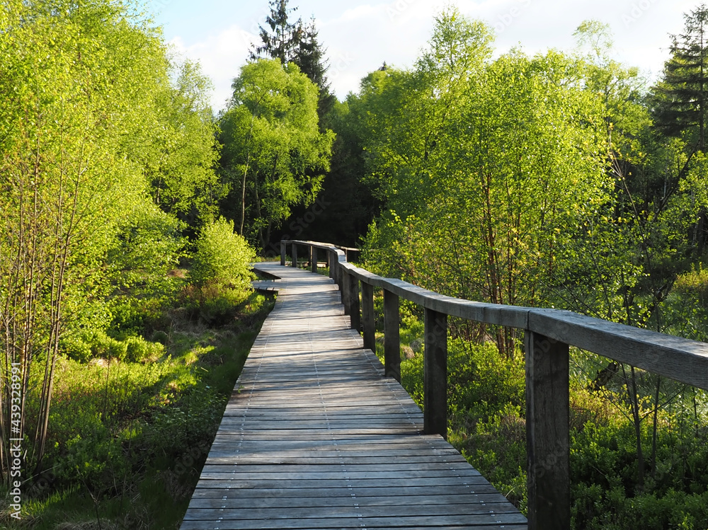 Holzsteg durchs Hochmoor