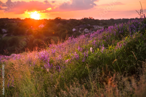 Beautiful sundown in the village. Vicia tenuifolia flowers on sunset in the field. Violet wild flowers in the meadow with natural backlight. Rural scene of nature