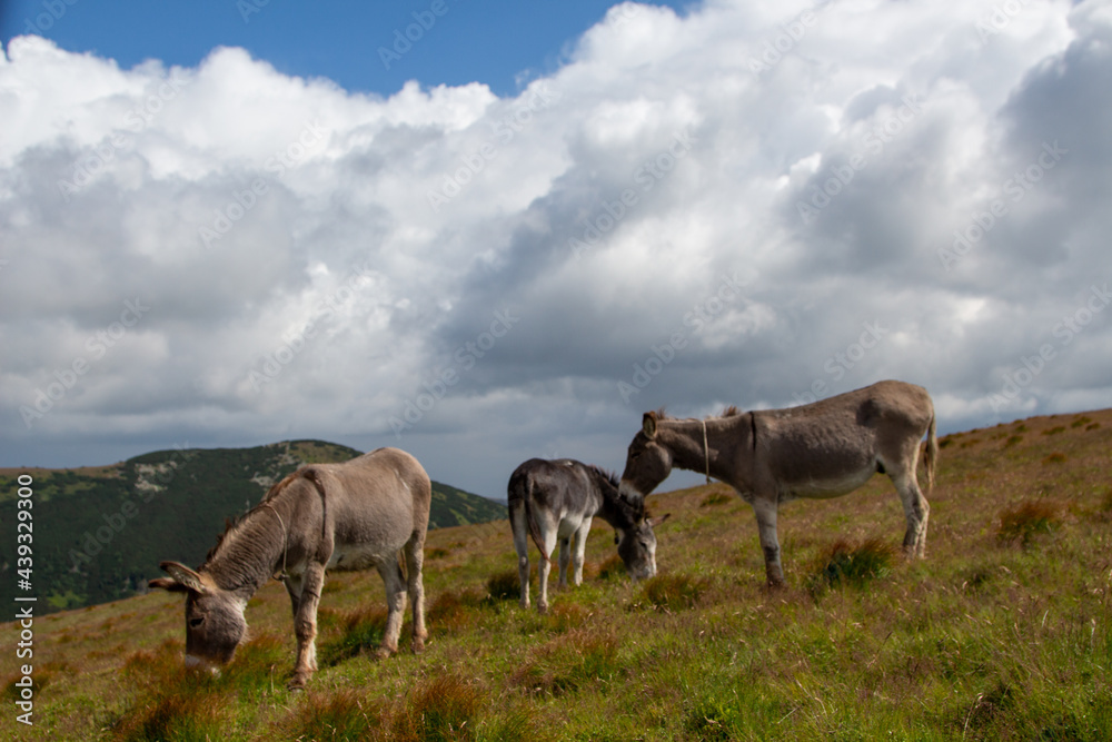 Donkey on the Transalpina, Romania