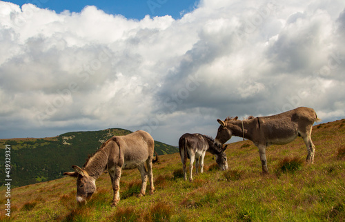 Donkey on the Transalpina, Romania