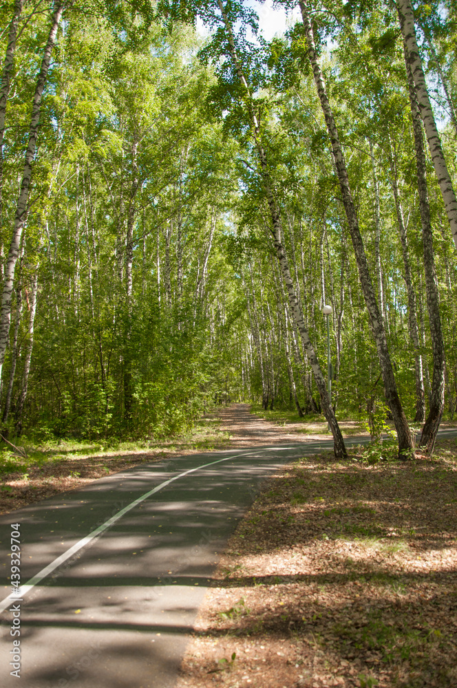 Bicycle and running path in the summer forest. White road markings on pavement.