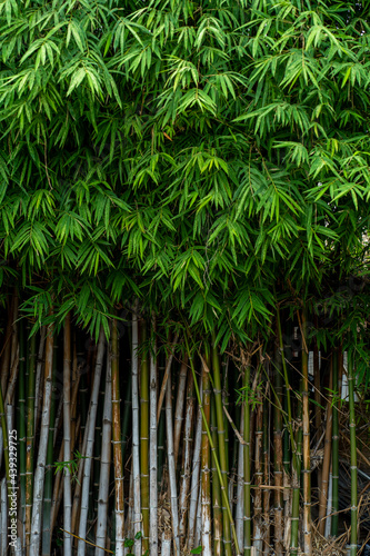 Asian bamboo forest  green nature background  Selective focus