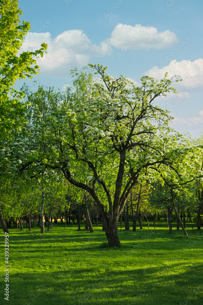 Beautiful trees with green leaves in park on sunny day Beautiful trees with green leaves in park on sunny day