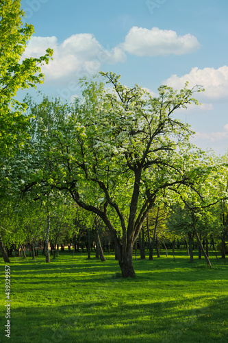 Beautiful trees with green leaves in park on sunny day