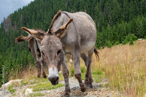 Donkey on the Transalpina, Romania