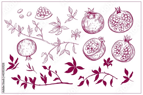 Set of pomegranate fruit sketch illustrations. Vector outline, isolated on white background.