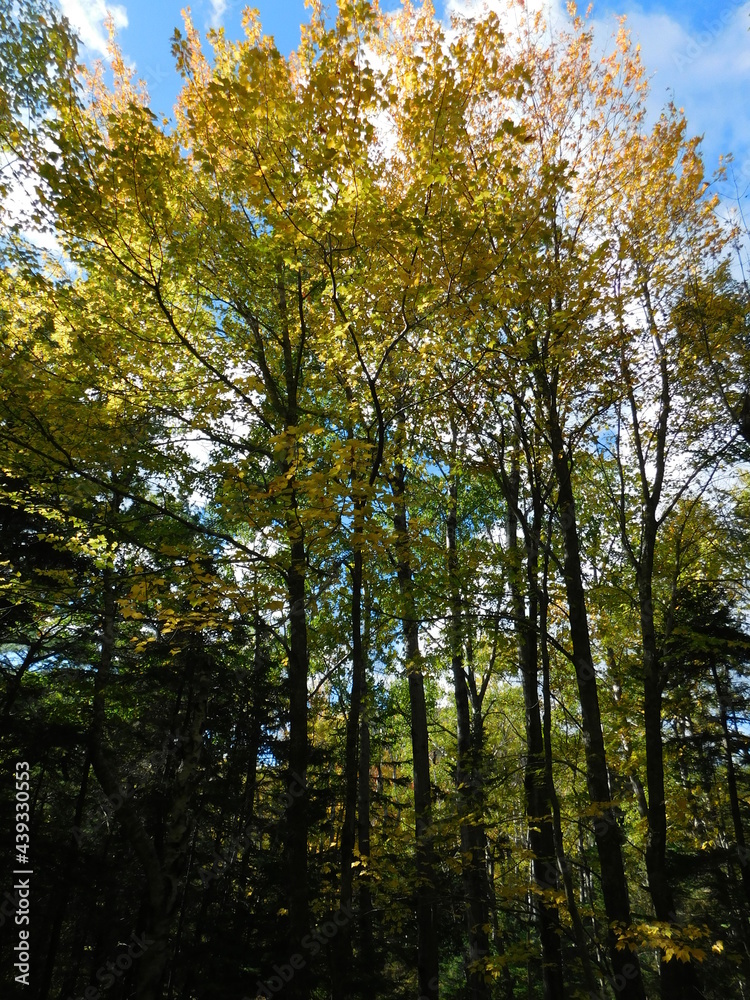 Fototapeta premium Landscape Photographs of Coastal Maine - Fjords, Autumn Foliage, Mountains, and Forests of Acadia National Park