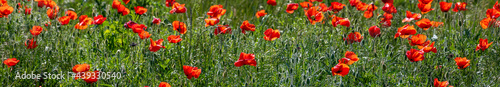 panoramic landscape with flowering poppies