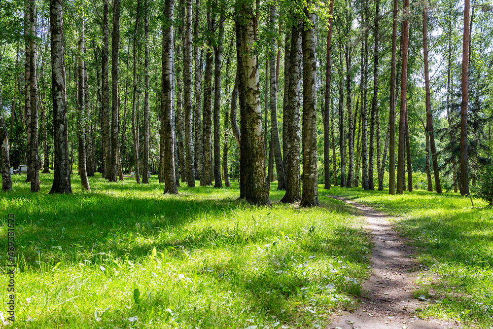 Fototapeta premium Path in the summer sunny birch grove