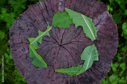 The symbol for recycling, circular economy, and sustainable activities. The recycling symbol made from green leaves. 