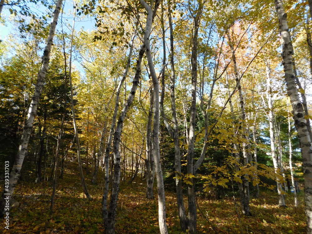 Fototapeta premium Landscape Photographs of Coastal Maine - Fjords, Autumn Foliage, Mountains, and Forests of Acadia National Park