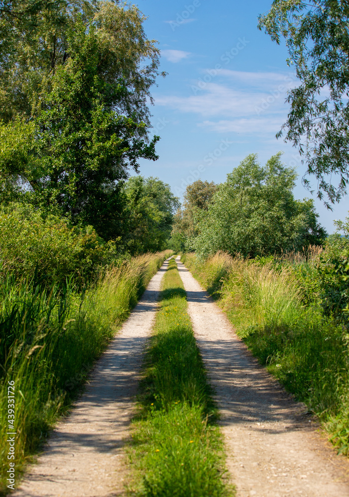 a dirt road through the trees in summer