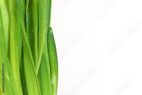 Green fresh grass on white background. Vertical green lines on the left. Place for your text here. Blank for business card or banner.