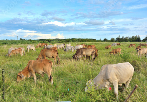 Group of cow herd is feeding grass in a dry field,Tropical natural landscape in Thailand.