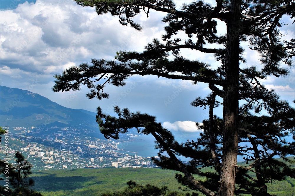 Obraz premium trees and sky