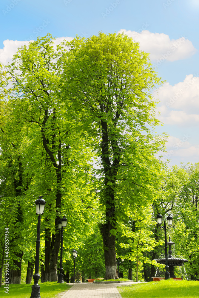 Beautiful green trees in park on sunny day Beautiful green trees in park on sunny day