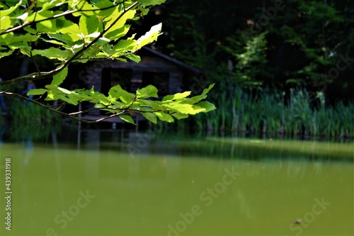 pond in the park © стрекоза