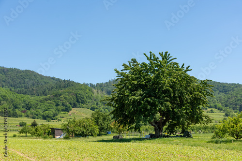 Lush green spring landscape with fields and forested mountain photo