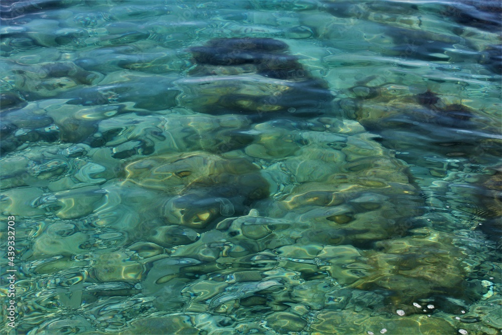 Fototapeta premium coral reef in the sea