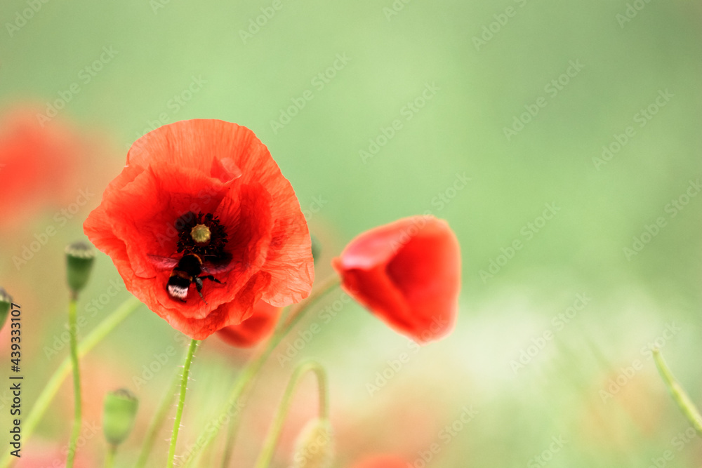 Flowers colorful red poppies bloom in the wild field. Open bloom with bumblebee or bee collects nectar. Soft green background. Flowers colorful red poppies bloom in the wild field. Open bloom with bumblebee or bee collects nectar. Soft green background.