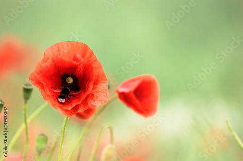 Flowers colorful red poppies bloom in the wild field. Open bloom with bumblebee or bee collects nectar. Soft green background. 