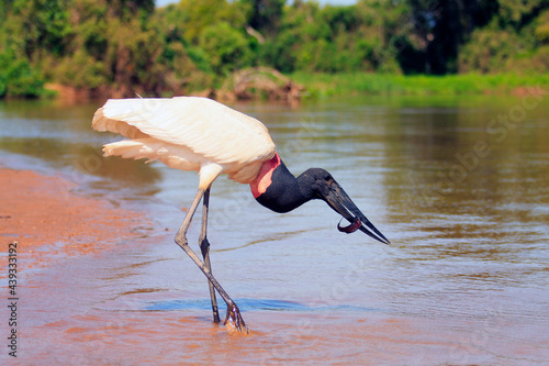 Tuiuiu caçando Pantanal photo