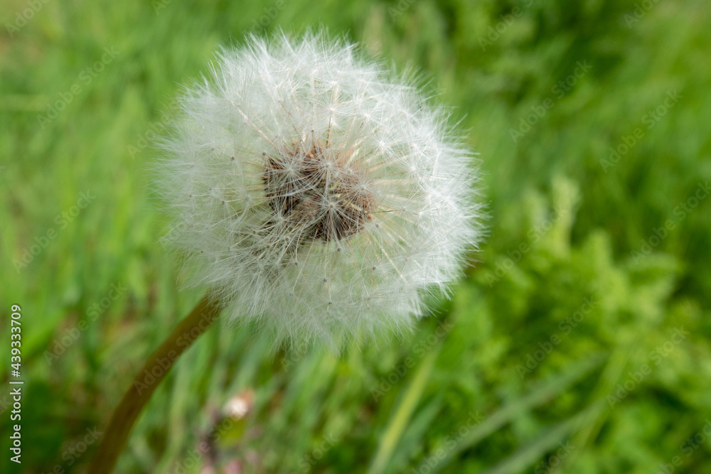 Fototapeta premium beautiful spherical dandelion seed head with blurred green background