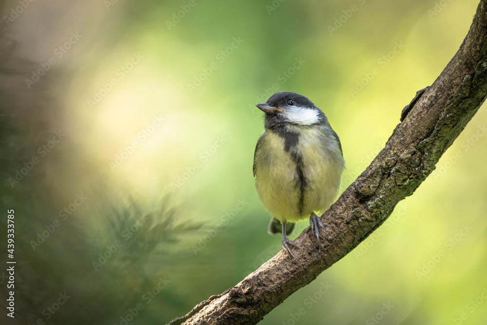 Obraz premium junge Kohlmeise auf Ast