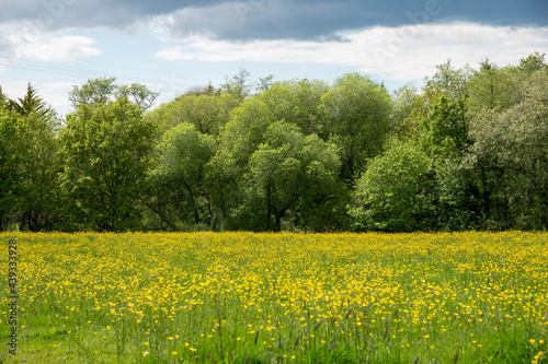 beautiful scene of a meadow filled with bright yellow buttercups
