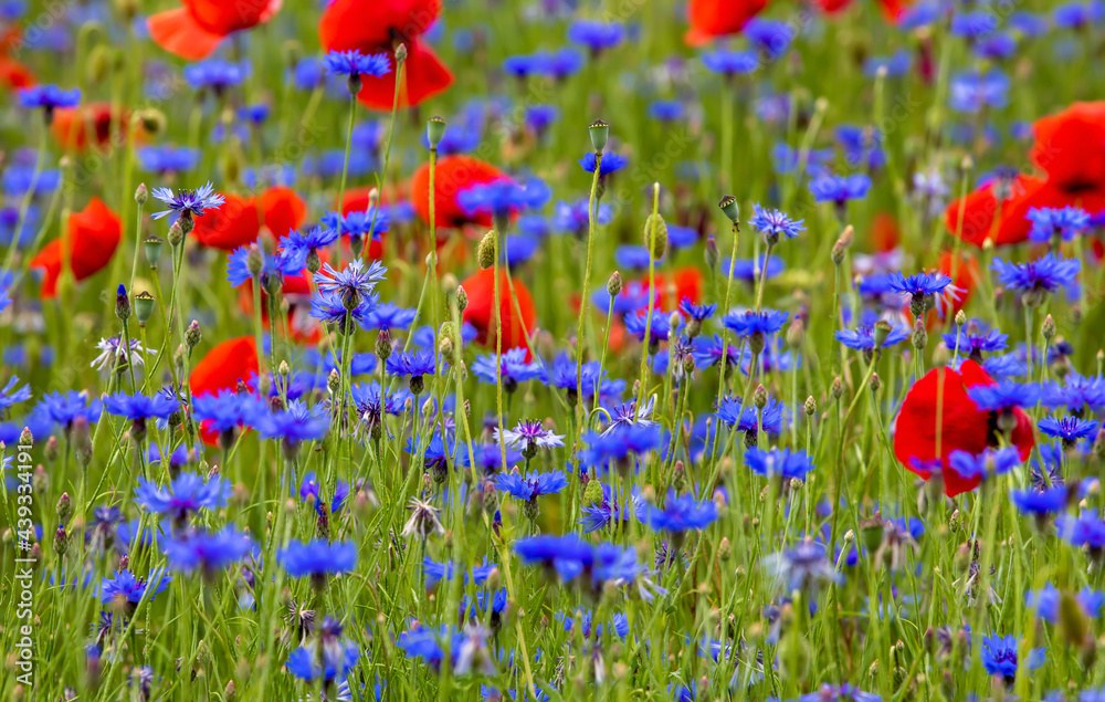 Fototapeta premium landscape with cornflowers and poppies in the field