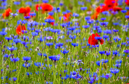 Blue flowers and poppy flowers in the field