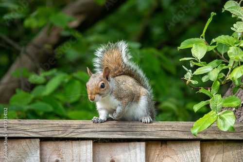 pretty young squirrel sitting on the fence posing for the camera photo