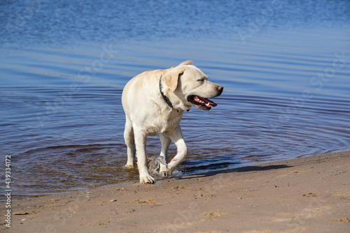 Golden labrador, river, lake. a dog is playing in the water. front facing. Family vacation by the river. Vacation, outdoor activities. Walk with dog.  Sunny day,  summer.  activity © Nina