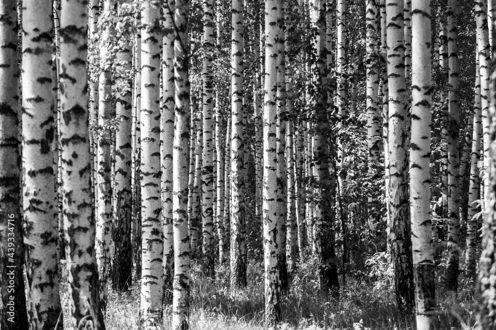 Obraz premium tree in the forest with sunlight in black and white mode