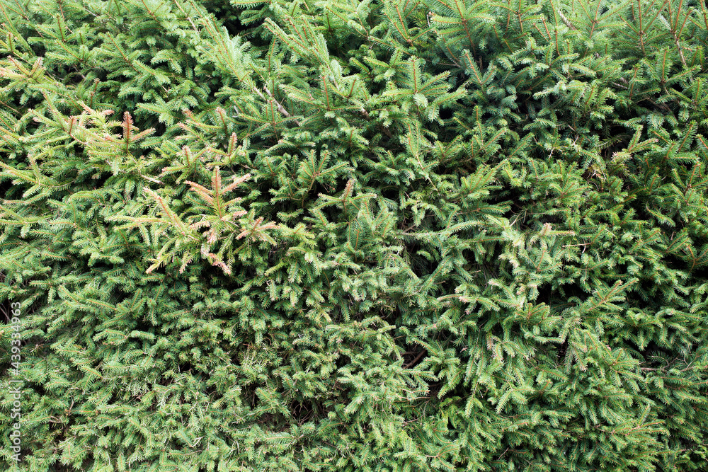 A coniferous texture with spruce green branches. A coniferous texture with spruce green branches.