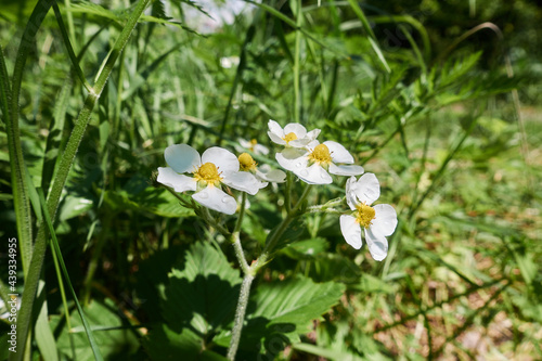 blooming wild strawberry 