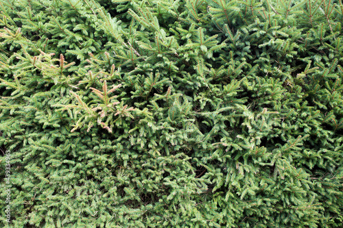 A coniferous texture with spruce green branches.